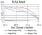 SIRT4 Antibody